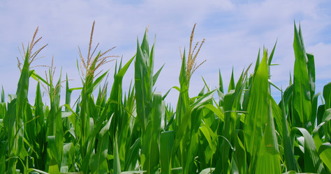 Similar image 21562440