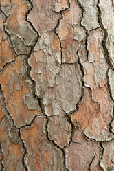 Similar image 21553611