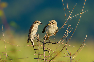 Similar image 21553693