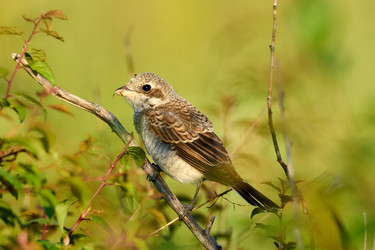 Similar image 21553695