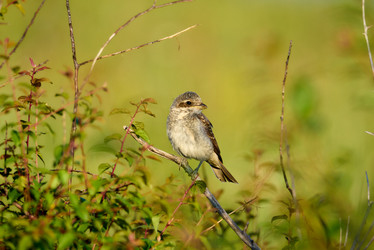 Similar image 21553696