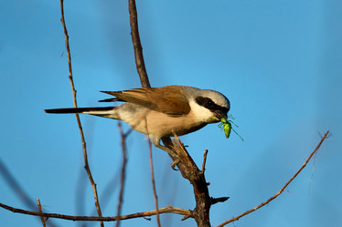 Similar image 21553697