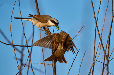 Similar image 21553698