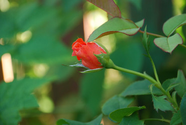 Similar image 21554141