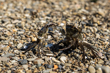 Similar image 21554731