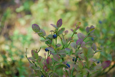 Similar image 21554343