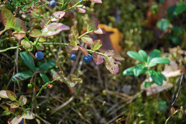 Similar image 21554352