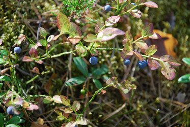 Similar image 21554353