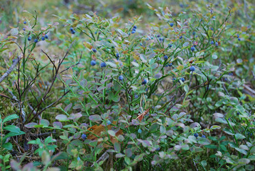 Similar image 21554356