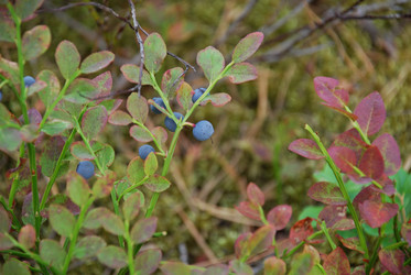 Similar image 21554362