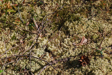 Similar image 21554386