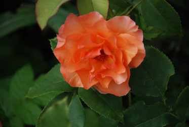 Similar image 21554395