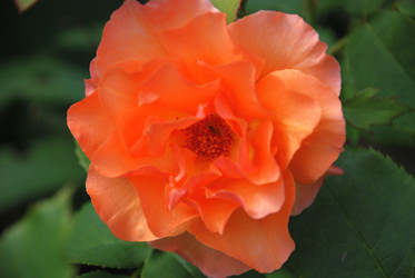 Similar image 21554396