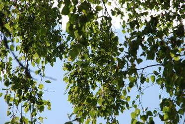 Similar image 21554406