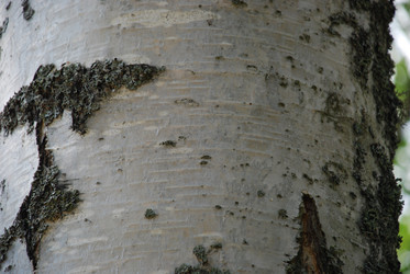 Similar image 21554413