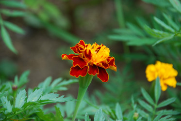 Similar image 21554423