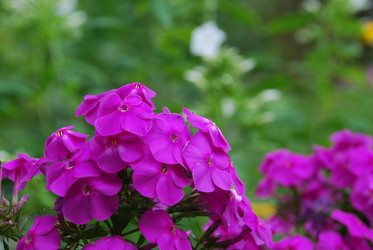 Similar image 21554424