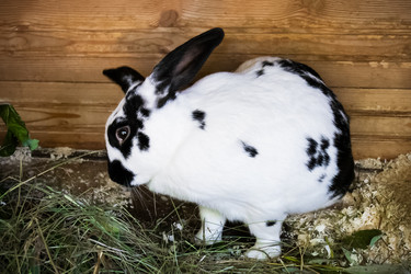 Similar image 21554429