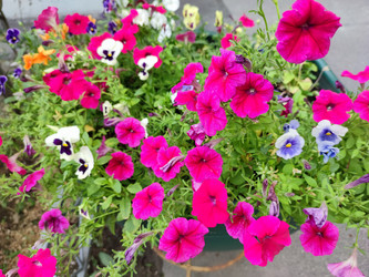 Similar image 21555482