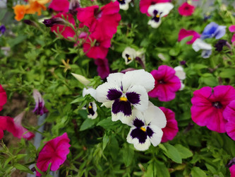 Similar image 21555504