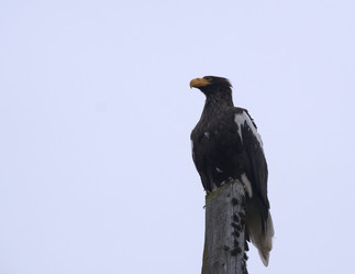 Similar image 21557237