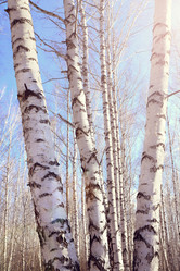 Similar image 21555272