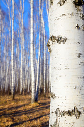 Similar image 21554754