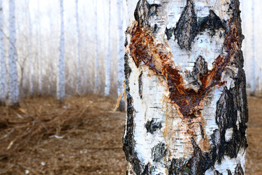 Similar image 21554755