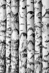 Similar image 21554758