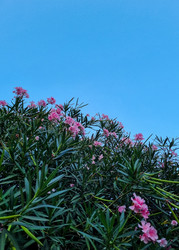 Similar image 21555207