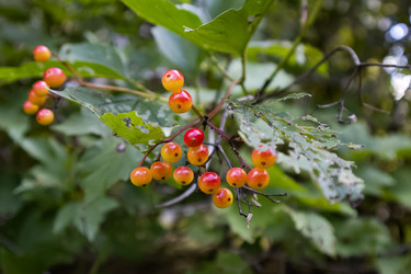 Similar image 21554939