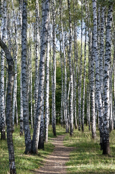 Прогулочная тропинка в березовой роще в городском парке ранней осенью