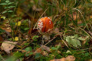 Similar image 21555533