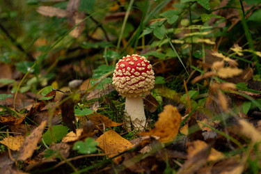 Similar image 21555534