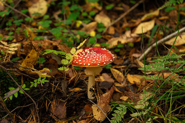 Similar image 21555535