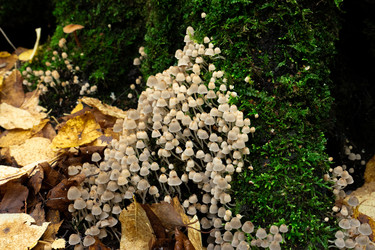 Similar image 21555536