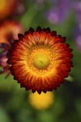 Similar image 21555551