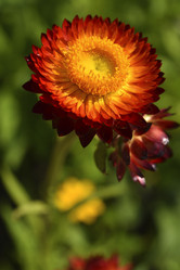 Similar image 21555560