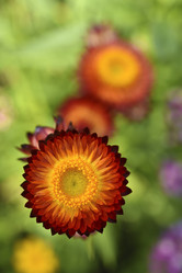 Similar image 21555561