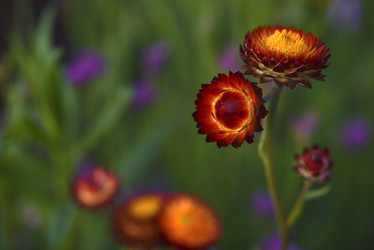 Similar image 21555565