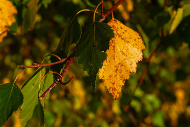 Similar image 21555119