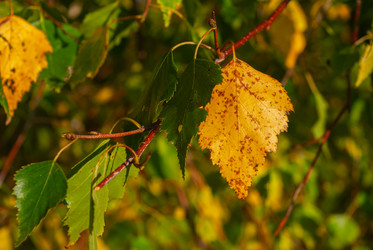 Similar image 21555120