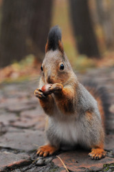 Similar image 21557542