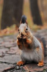 Similar image 21557543