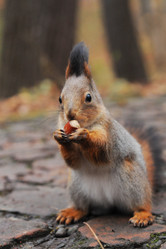 Similar image 21557544