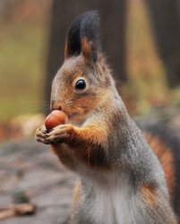 Similar image 21557545