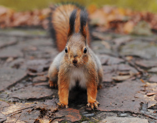 Similar image 21557546