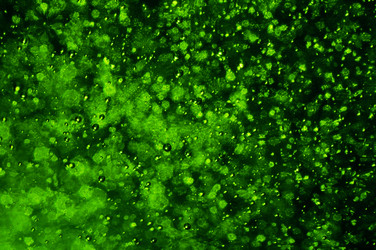 Similar image 21557552