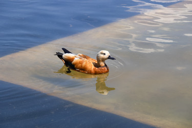 Similar image 21554945