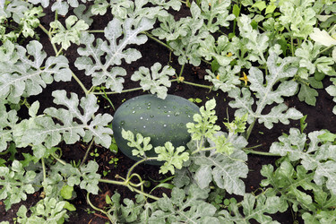 Similar image 21554950